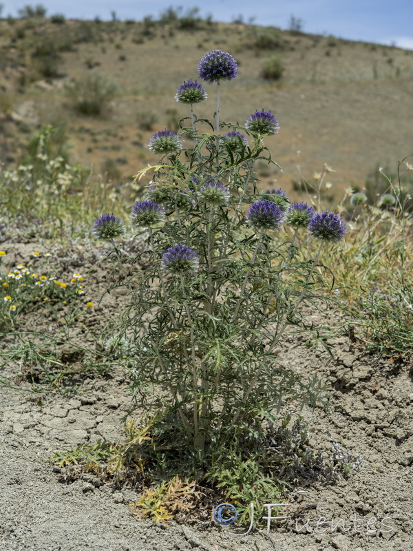 Echinops ritro ritro.18