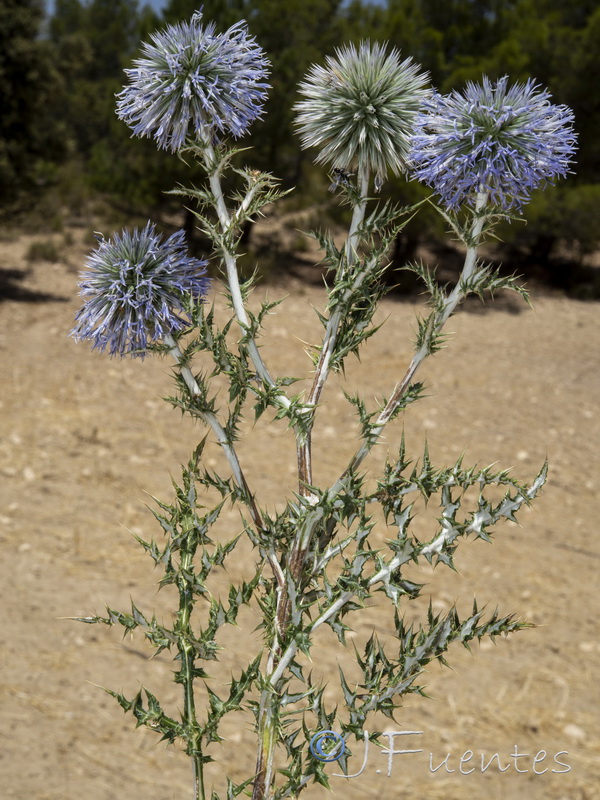 Echinops ritro ritro.19