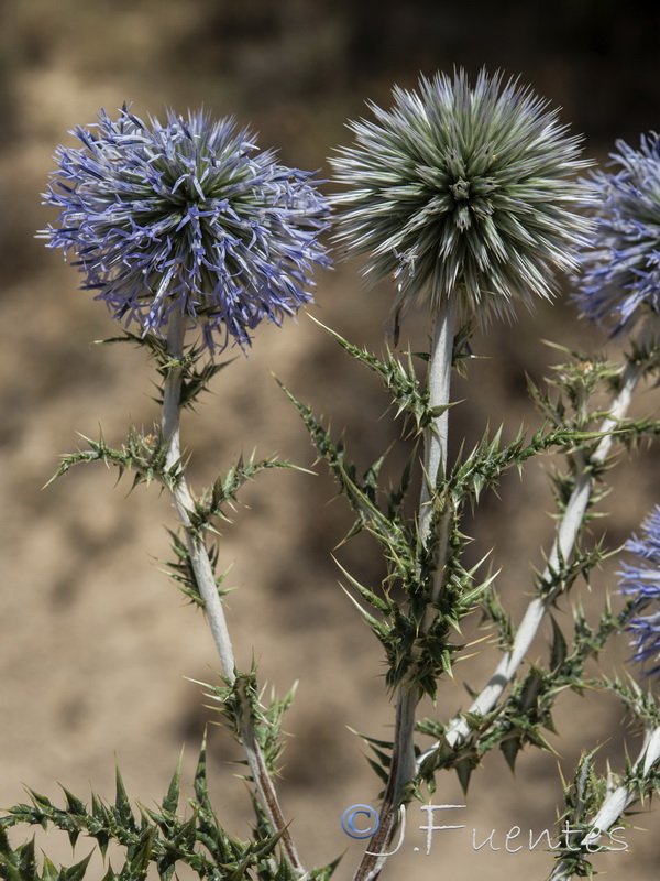 Echinops ritro ritro.20