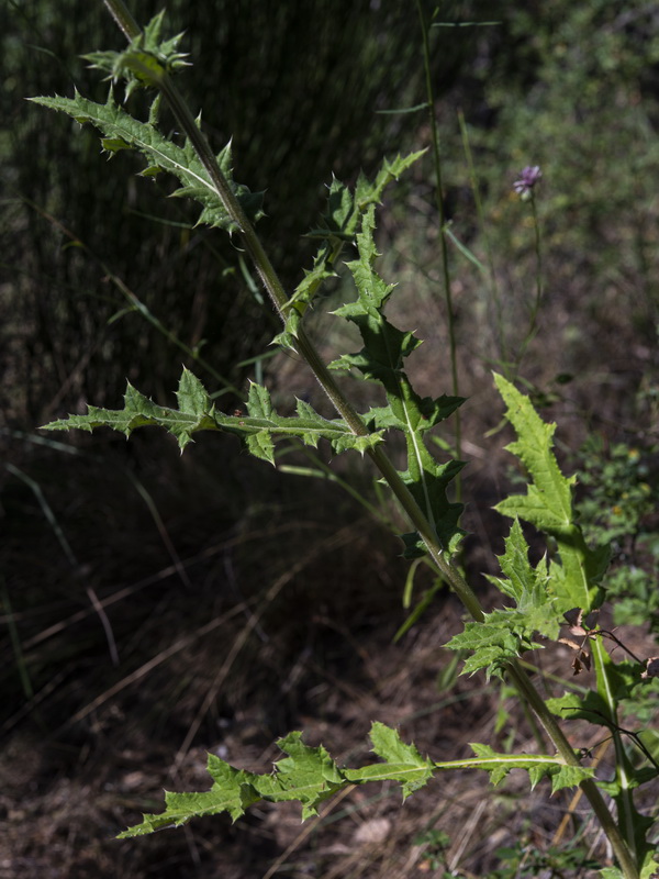 Echinops sphaerocephalus sphaerocephalus.11