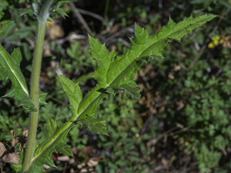 Echinops sphaerocephalus sphaerocephalus.12