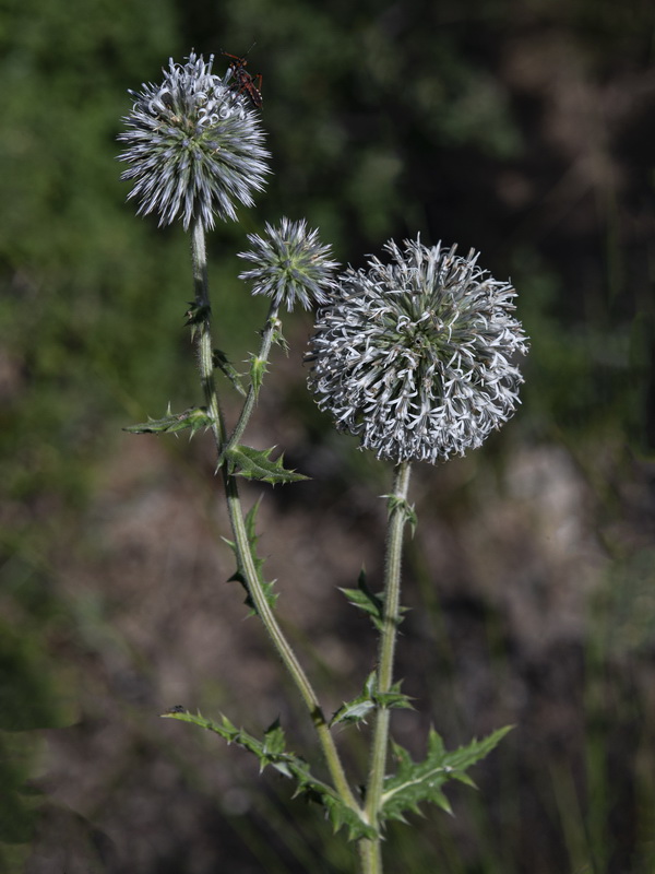 Echinops sphaerocephalus sphaerocephalus.15