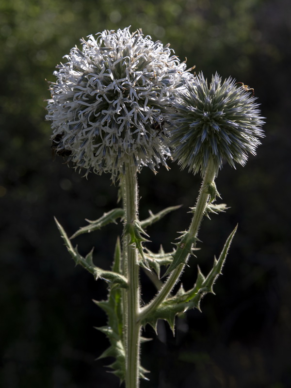 Echinops sphaerocephalus sphaerocephalus.17