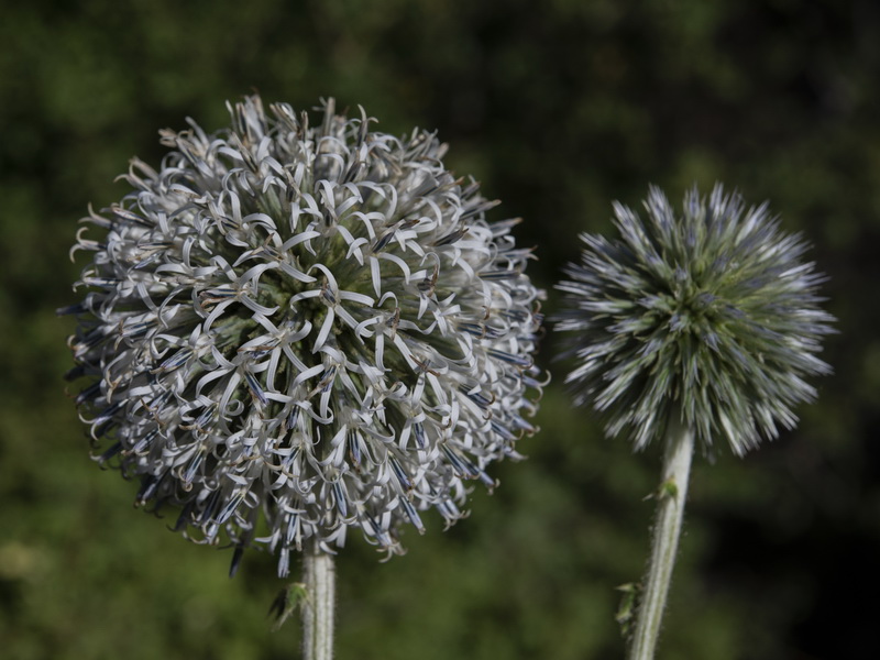 Echinops sphaerocephalus sphaerocephalus.19