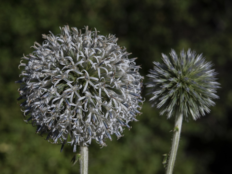 Echinops sphaerocephalus sphaerocephalus.19