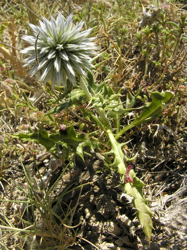 Echinops strigosus.01