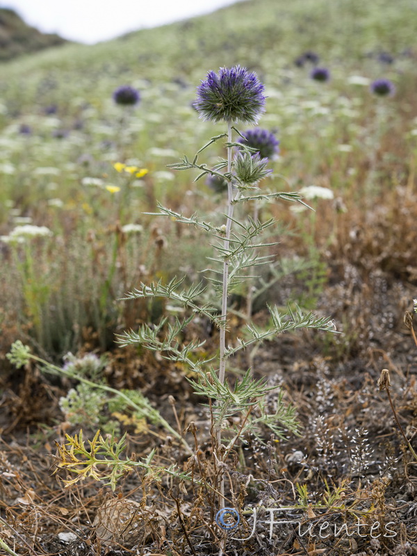 Echinops strigosus.14