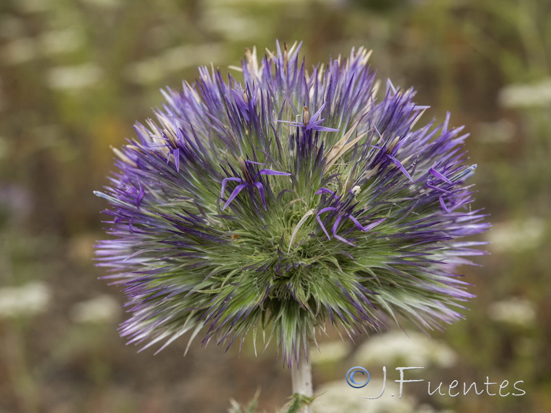 Echinops strigosus.15