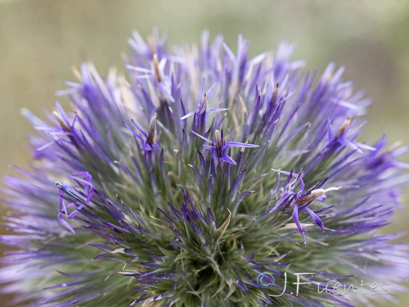 Echinops strigosus.18