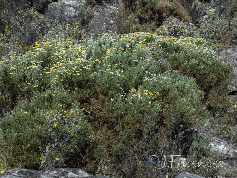 Echinospartum algibicum.01