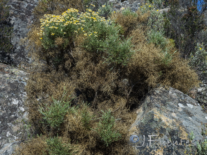 Echinospartum algibicum.03