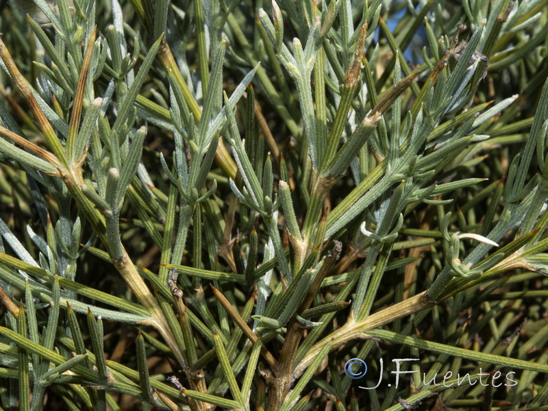 Echinospartum algibicum.05