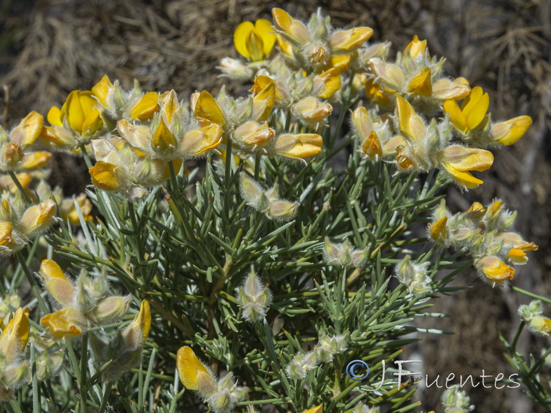 Echinospartum algibicum.06