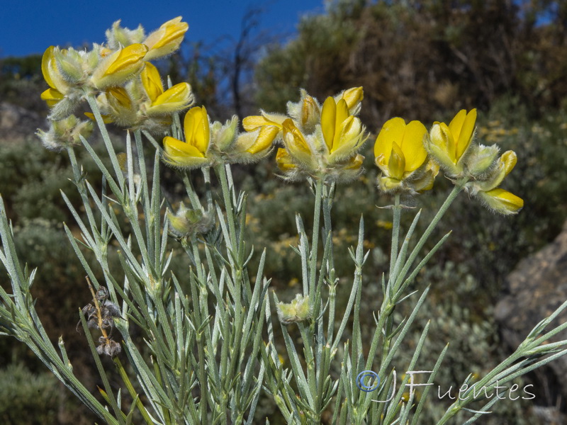 Echinospartum algibicum.08