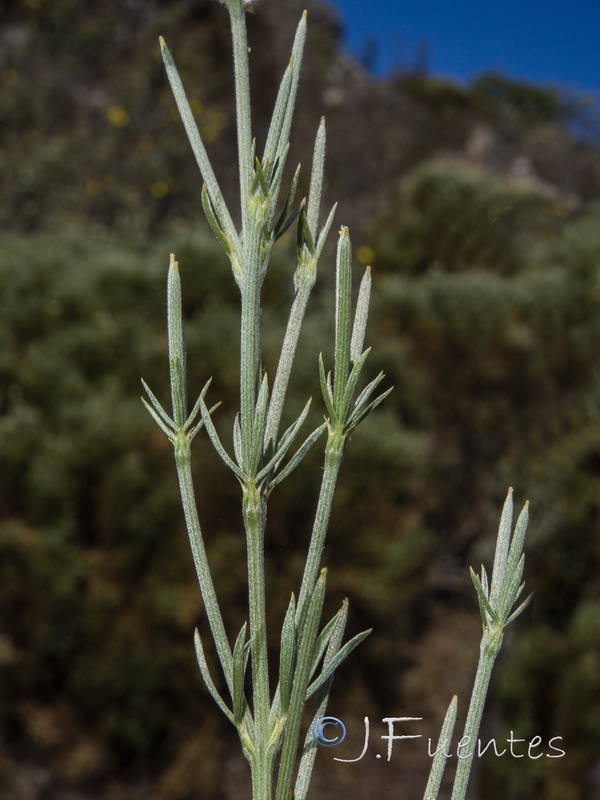Echinospartum algibicum.10