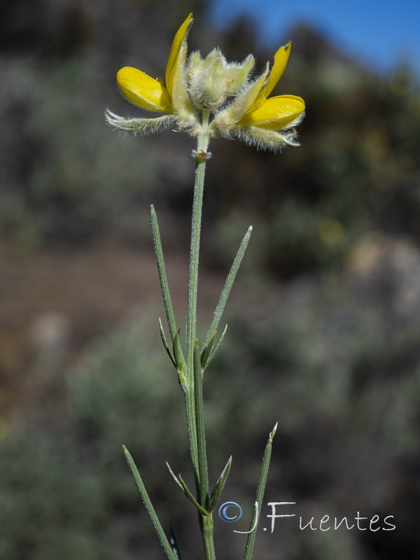 Echinospartum algibicum.12