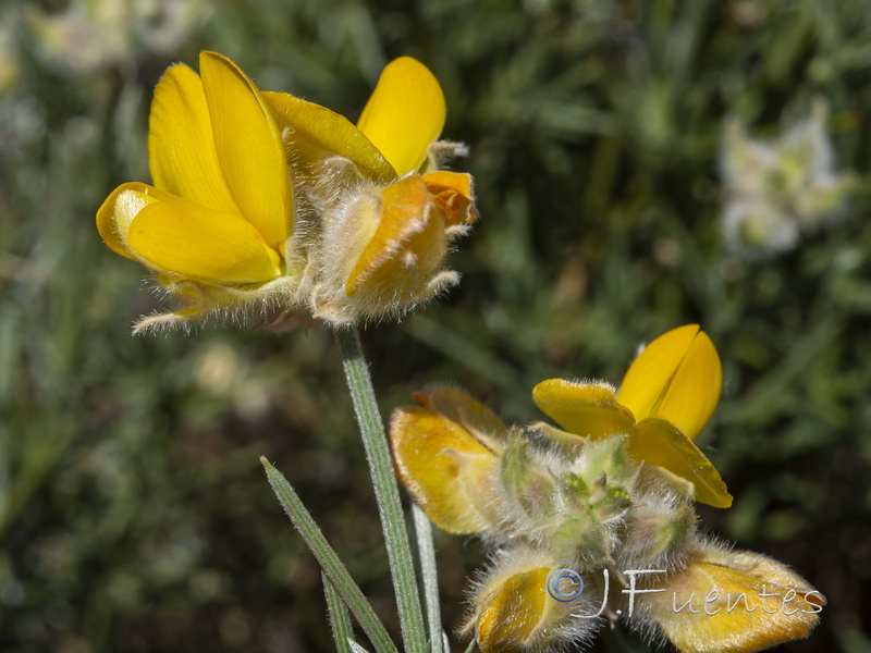Echinospartum algibicum.13