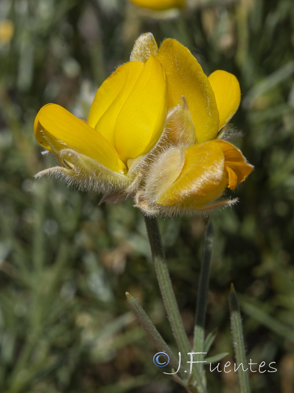 Echinospartum algibicum.14