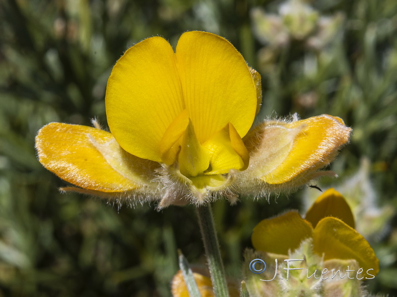 Echinospartum algibicum.15