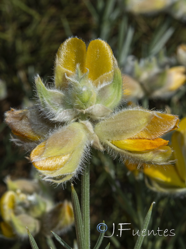 Echinospartum algibicum.16