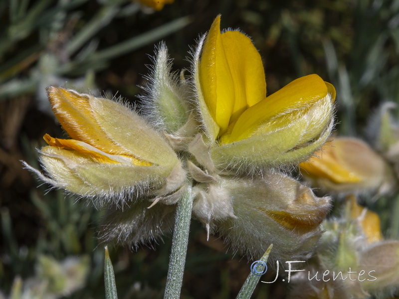 Echinospartum algibicum.17