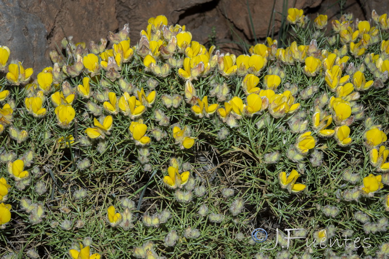 Echinospartum boissieri.48