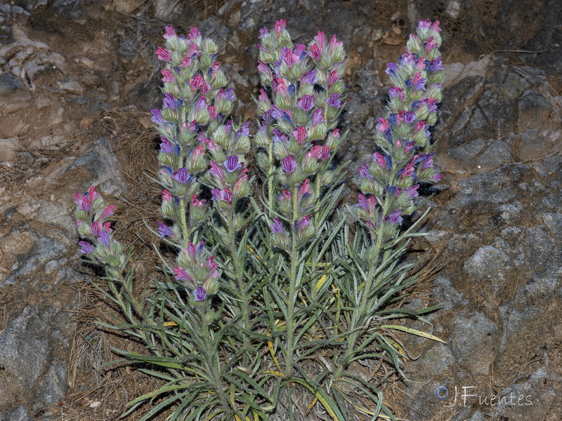 Echium albicans.27