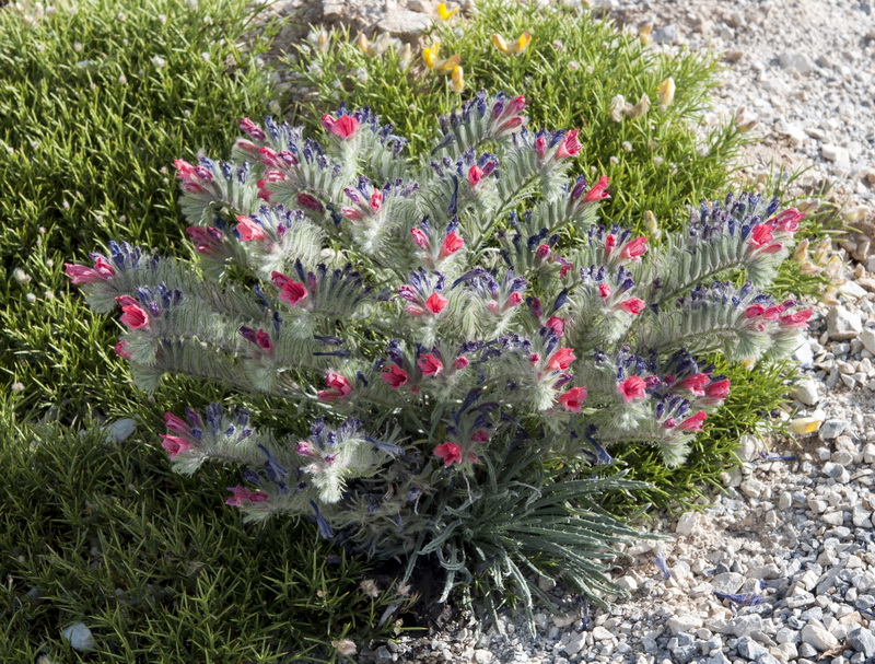 Echium albicans albicans.01