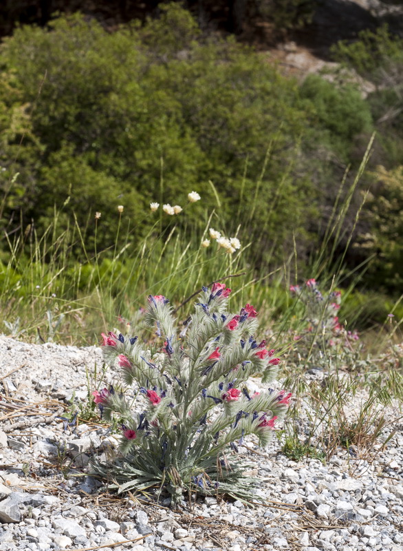 Echium albicans albicans.03