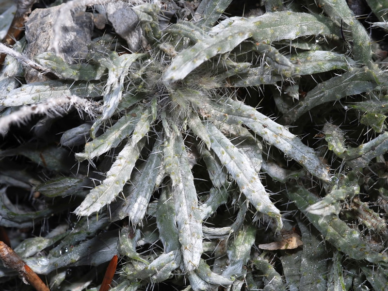 Echium albicans albicans.07