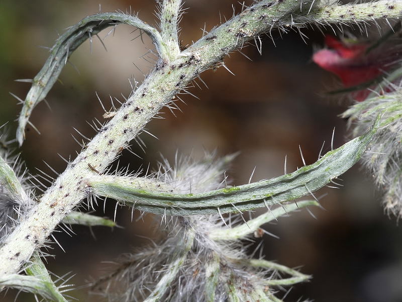 Echium albicans albicans.09