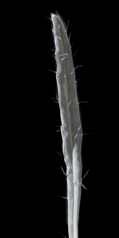 Echium albicans albicans.10