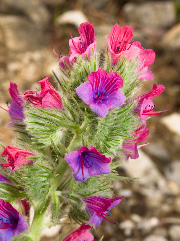 Echium albicans albicans.12