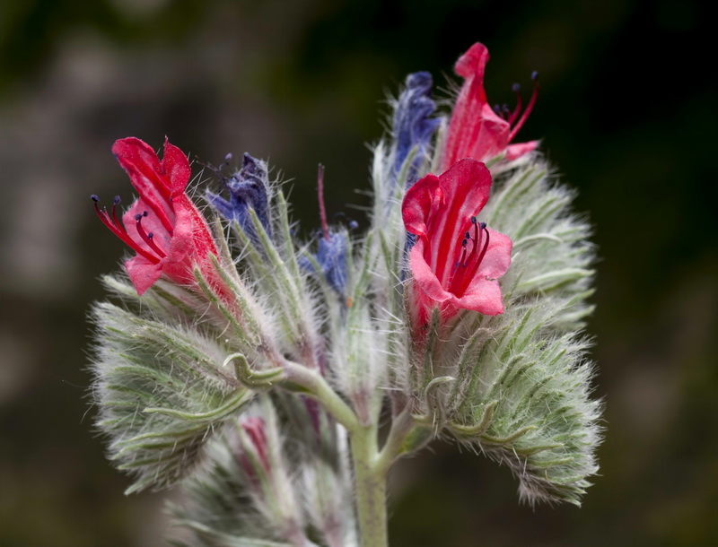 Echium albicans albicans.14