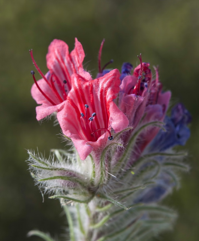 Echium albicans albicans.15