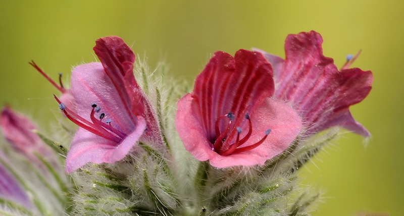 Echium albicans albicans.17