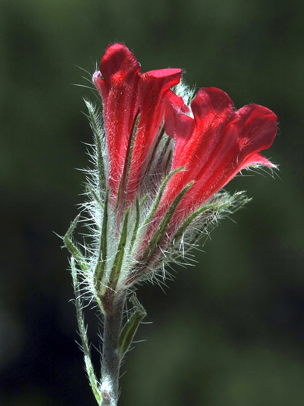 Echium albicans albicans.18