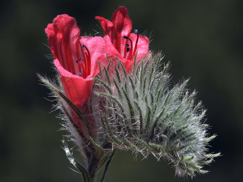 Echium albicans albicans.19