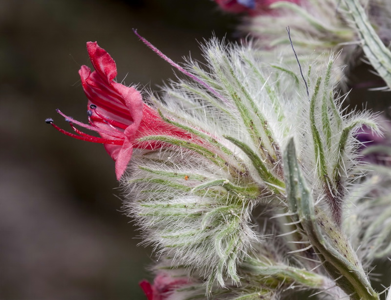 Echium albicans albicans.23