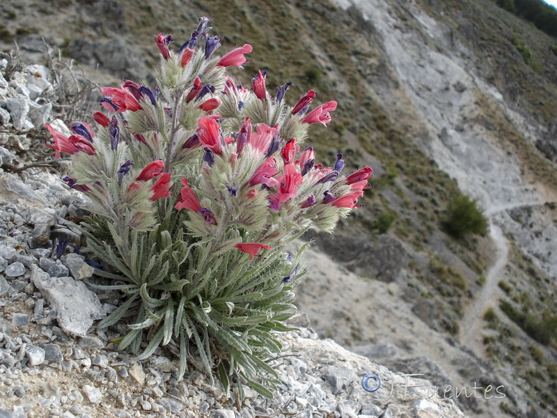 Echium albicans albicans.28