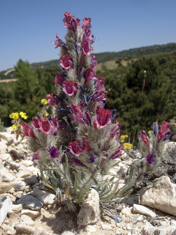 Echium albicans albicans.30
