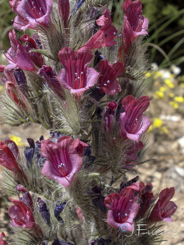 Echium albicans albicans.35