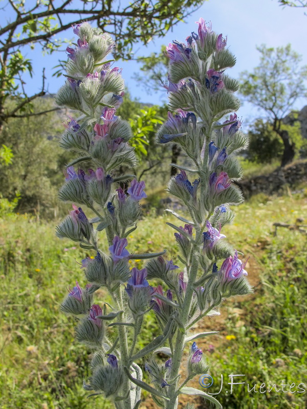 Echium albicans albicans.36