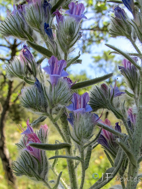 Echium albicans albicans.37