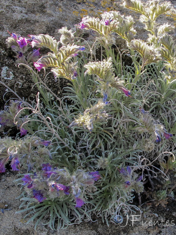 Echium albicans fruticescens.02