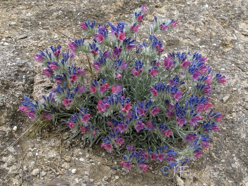 Echium albicans fruticescens.03