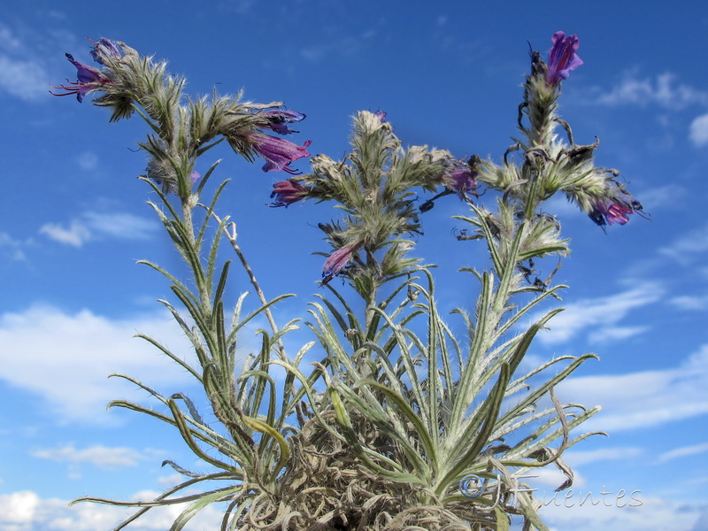 Echium albicans fruticescens.04