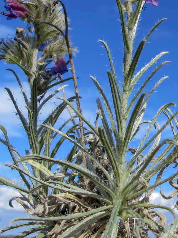 Echium albicans fruticescens.05