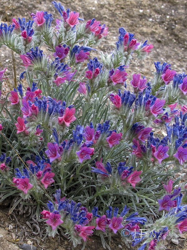 Echium albicans fruticescens.06