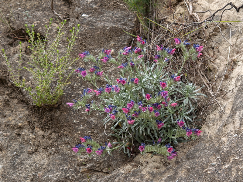 Echium albicans fruticescens.13